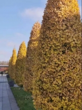 46